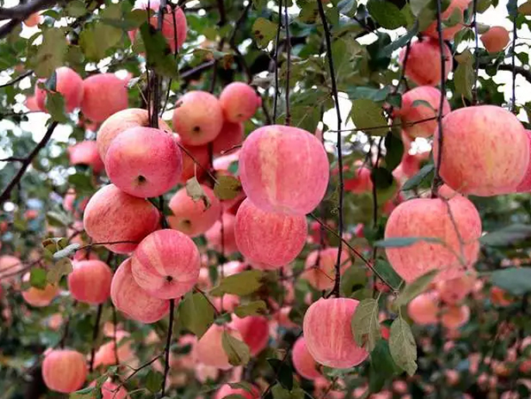苹果型粒粒饱