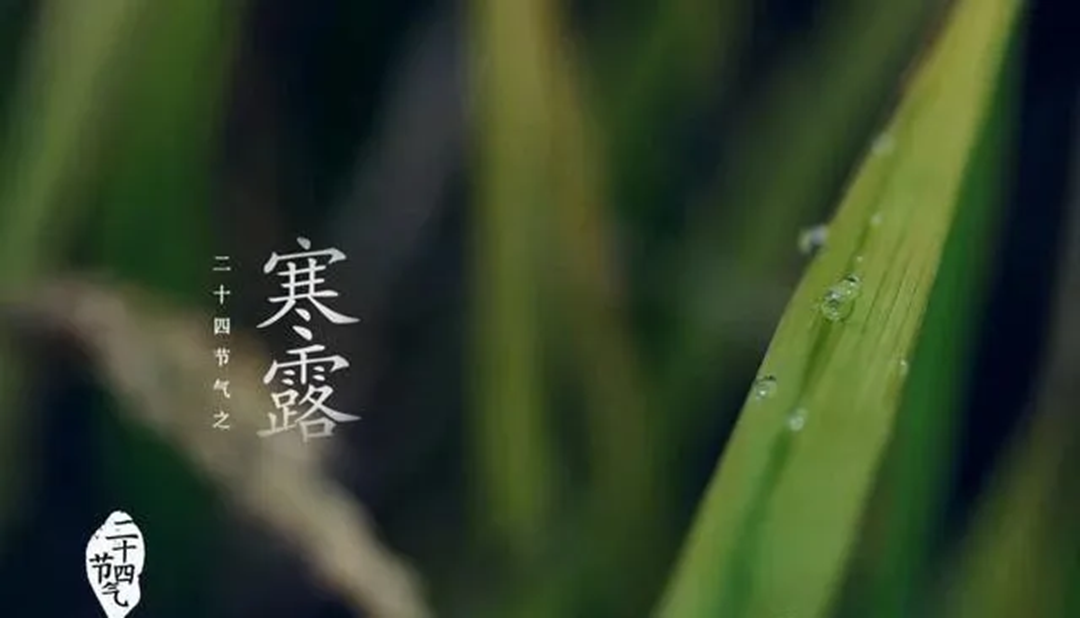 “遭了寒露风，收成一场空”，晚稻该如何应对寒露风？