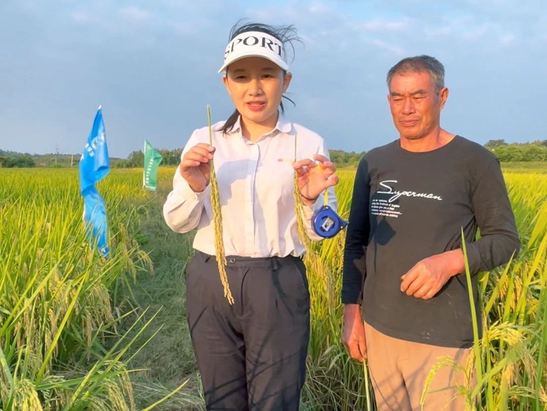 湖南宁乡水稻种植大户肖大哥稳产增收