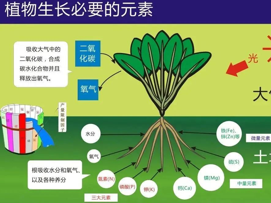 想要作物高产优质病害少，你要了解下微量元素肥