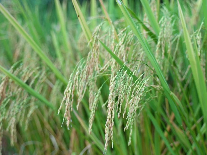 岳阳汨罗刘师傅水稻药害“黄化”五天“复绿”