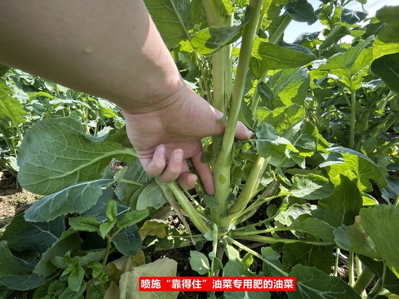 用这套“靠得住”油菜高产方案，油菜分支多！长势好！茎秆粗！根系壮！