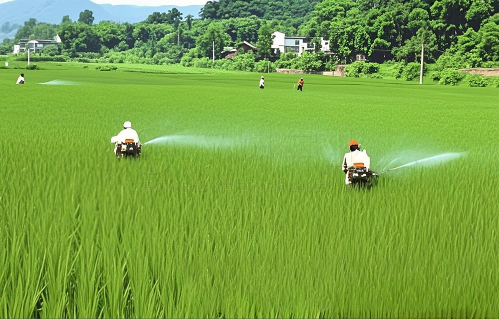 水稻叶面施肥的特点