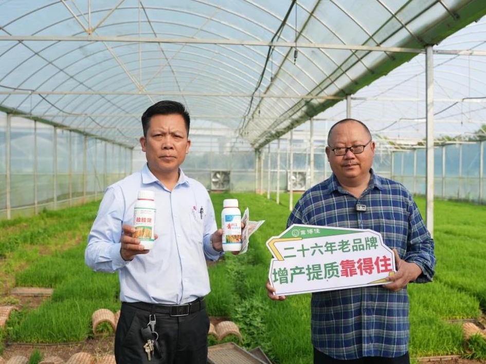 “靠得住”秧苗肥助力娄底水稻育秧：根系壮、秧苗强，为丰收筑基