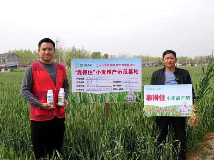 让岳阳华容小麦一穗多出两个籽，“靠得住”小麦增产叶面肥有“粮”方
