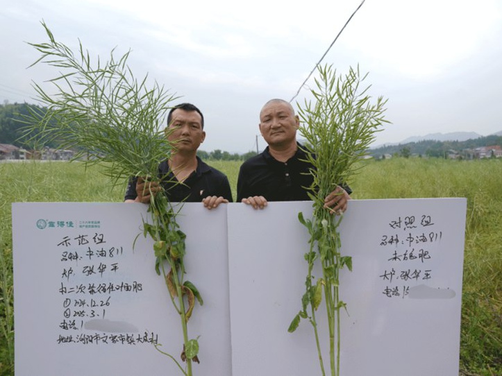 持续跟踪，再赴浏阳文家市，实地见证张大哥“靠得住”示范田油菜结荚期效果