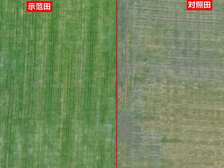 水稻怎样快速返青？常德安乡水稻苗床喷了“靠得住”送嫁肥，移栽壮苗后返青快、分蘖旺！