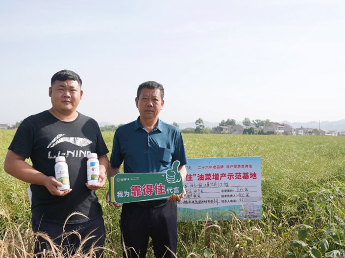 益阳彭大哥的油菜角果长又多，籽粒饱满，丰收增产在望！