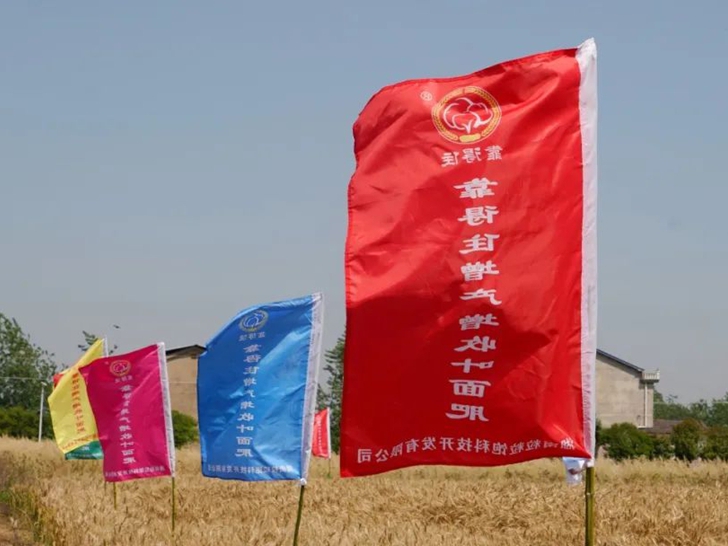 六月麦浪起，金榜题名时