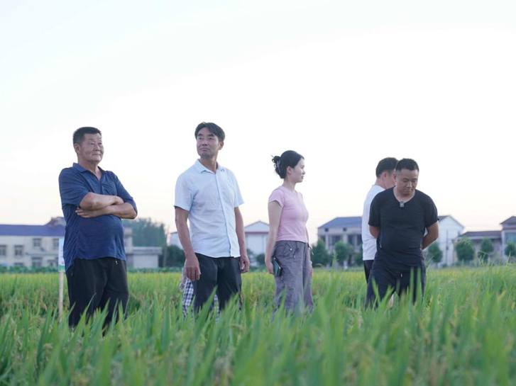 洞庭湖畔好稻景，叶青籽黄，粒粒饱满，预计亩增产200斤！