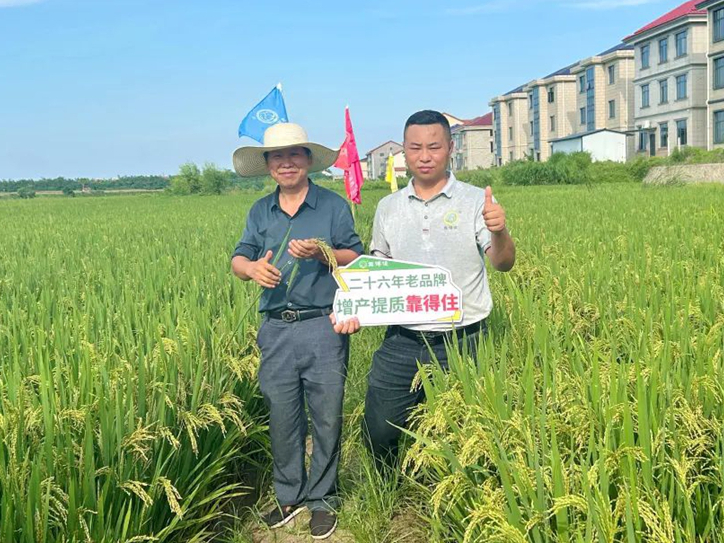 早稻亩产破1400斤，常德澧县水稻增产秘笈大公开