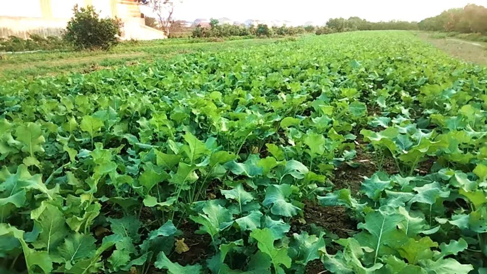 抓好油菜8叶期控旺，培育壮苗安全越冬