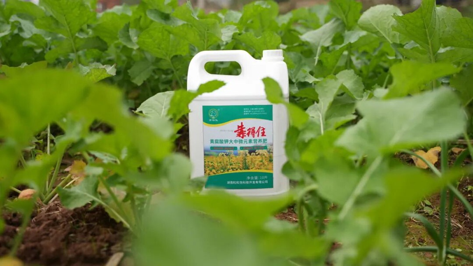 晴好天气促田管，油菜稳产正当时！