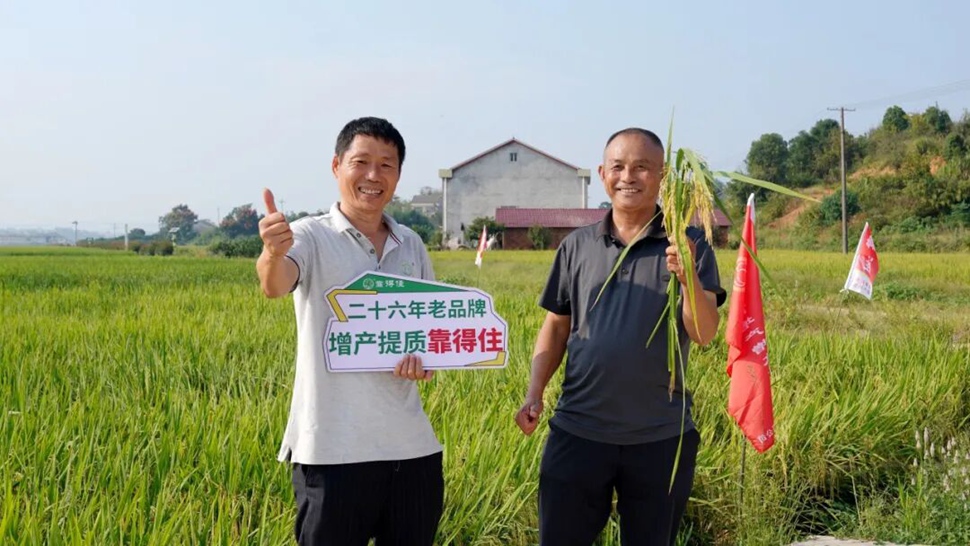 石门县农户亲测：从10亩试用到800亩信赖，增产效果显著