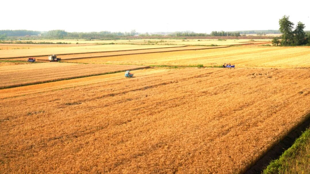 中央农村工作会议有哪些重点？明年“三农”工作可以这么做！