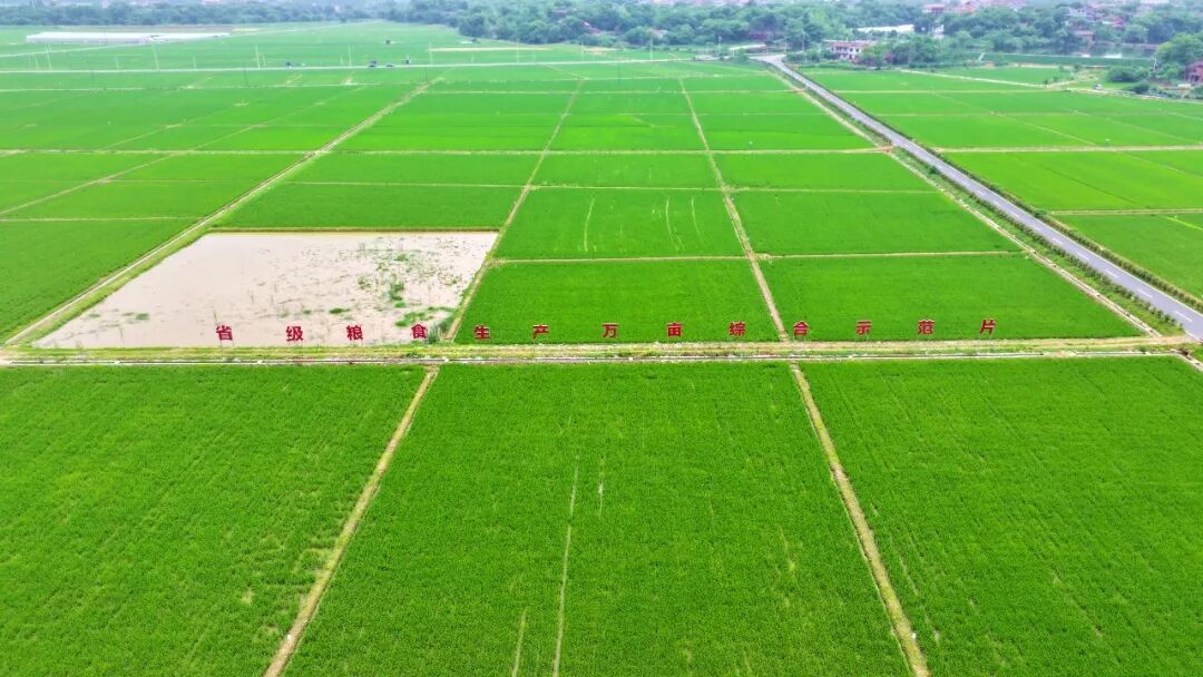 8300亿连续三年超8000亿斤！2025年粮食收购数据