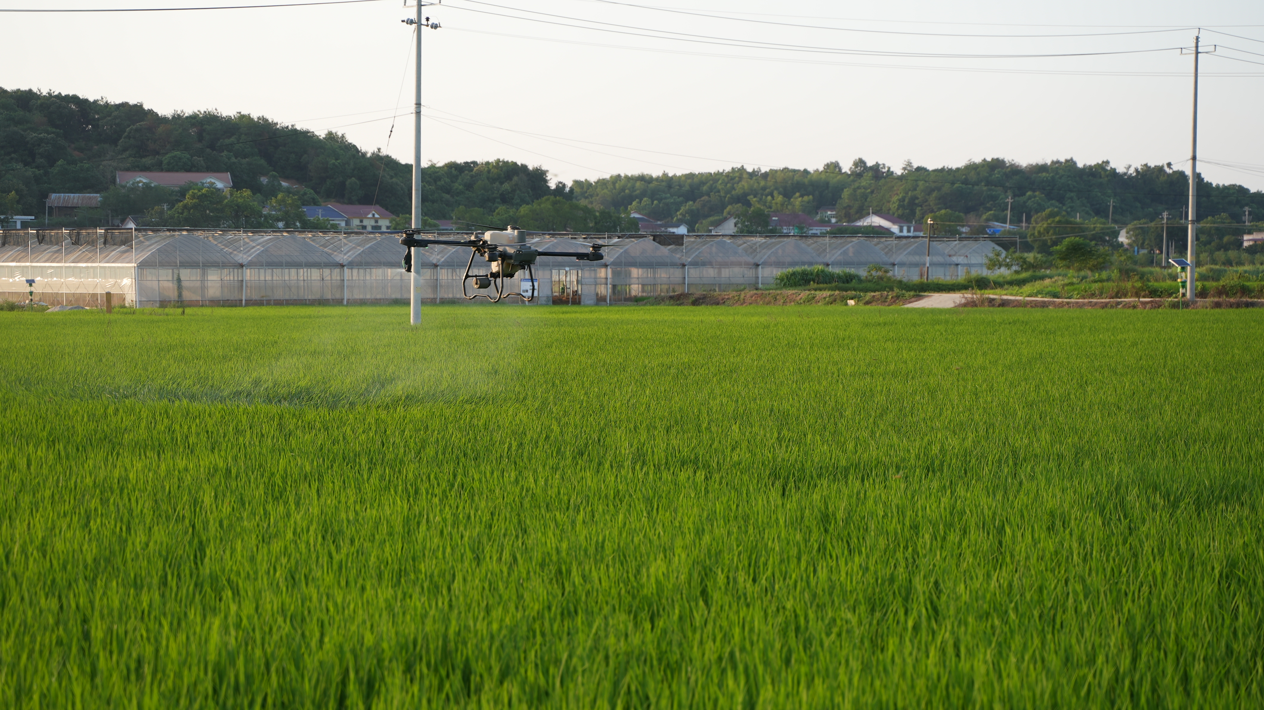 省农业农村厅发布水稻机插机抛补贴标准（附各县补贴面积安排表）