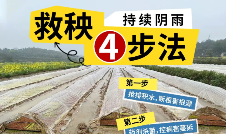连续阴雨毁秧苗？别慌！4步救回白苗弱苗！