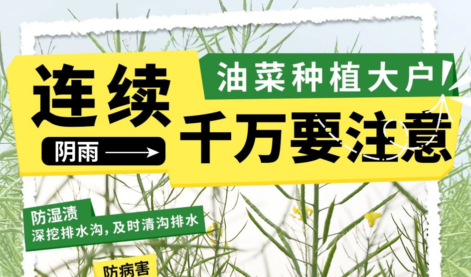别让雨水毁了你的油菜田！速看这份保产攻略