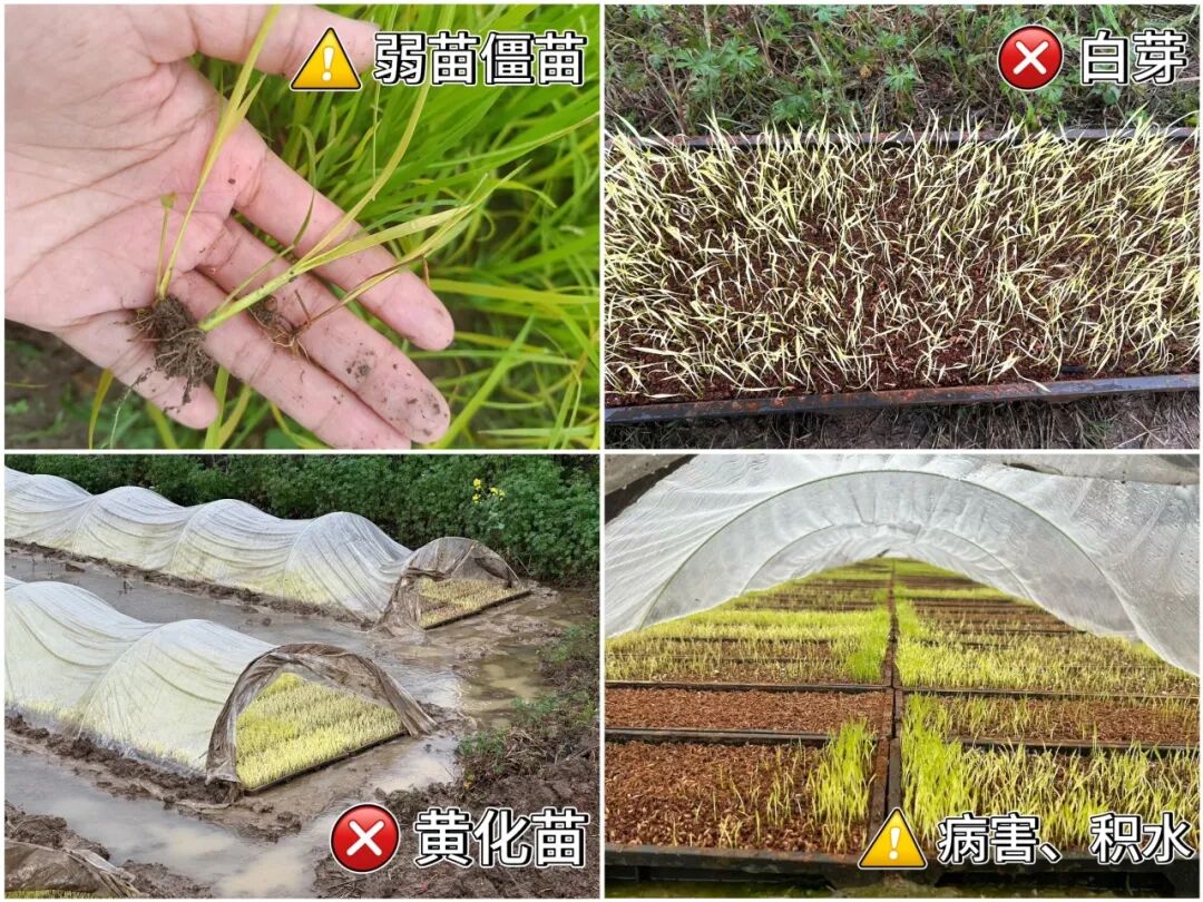 一看就会的阴雨灾后秧苗恢复方案！赶紧收藏