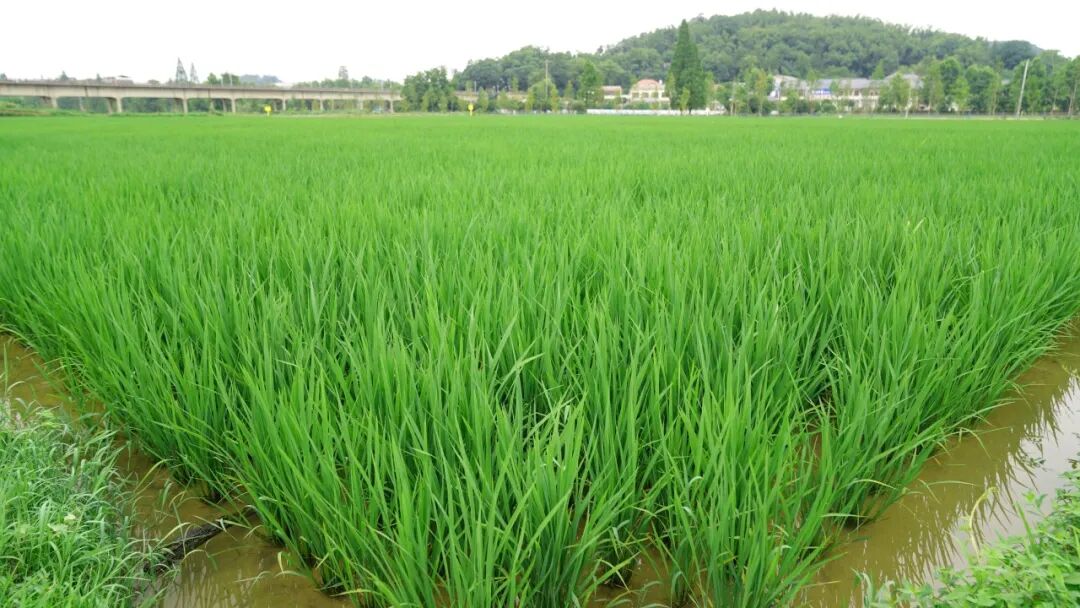 水稻分蘖期：如何控无效、促有效？