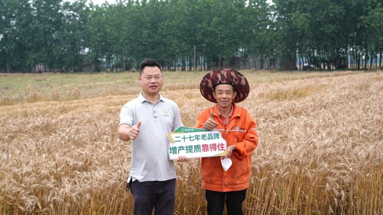 雨水连绵小麦还能亩产1100斤？华容实地测产揭晓高产方案