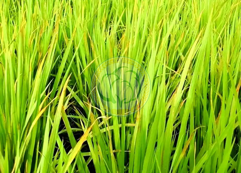 水稻缺锌症状与稻田巧施锌肥