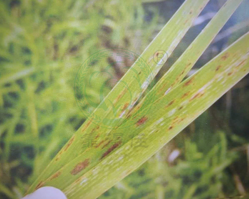 水稻缺失微肥的症状