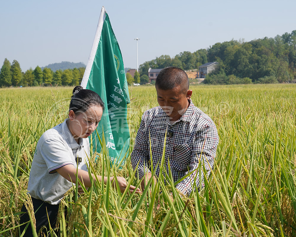 叶面肥促进水稻健康生长与提升产量