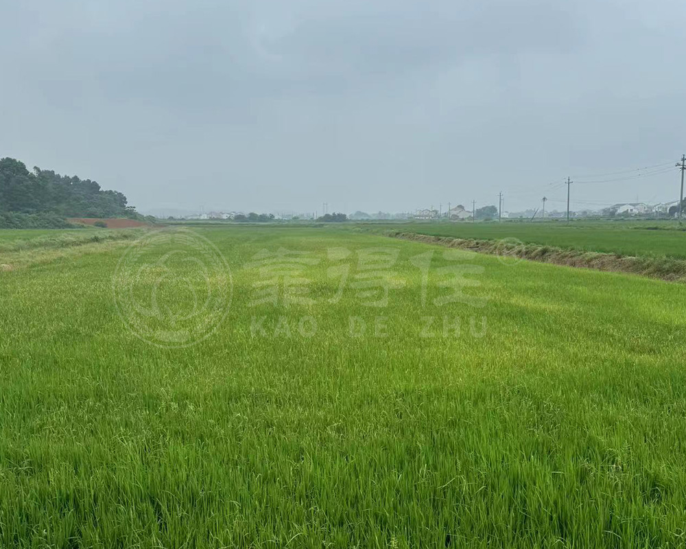 叶面施肥的核心优势