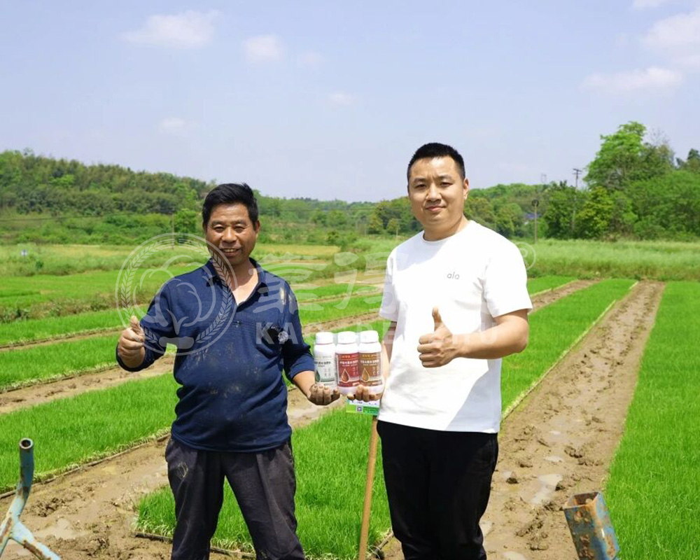 叶面施肥与土施根系施肥各有其适用场景和局限性