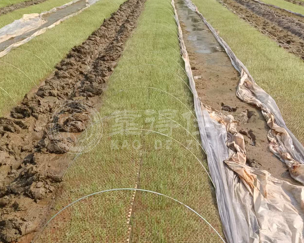 防范早稻育秧期阴雨天气