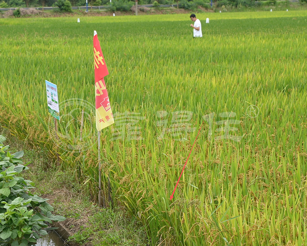 水稻灌浆期叶面肥喷施技术：抓住产量最后的“加分项”
