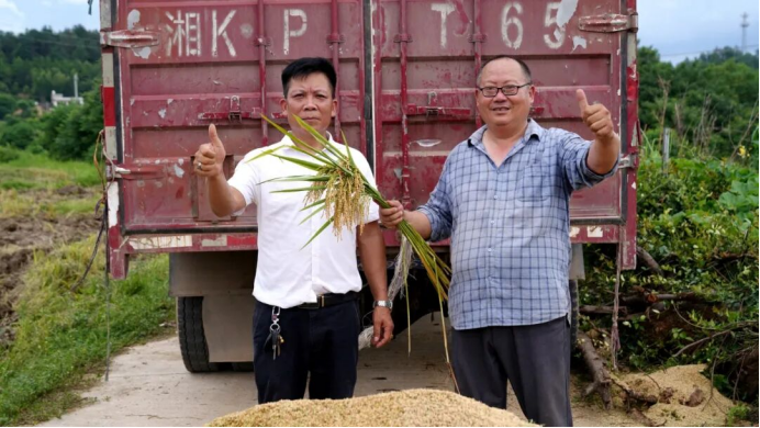 亩产破1700斤！湘乡早稻首批开收，喷了“靠得住”水稻增产肥，灌浆快、结实率高