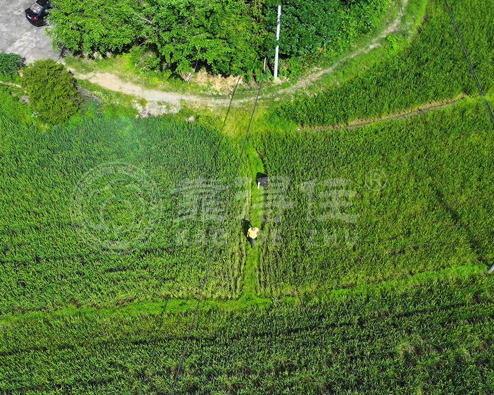 水稻叶面肥喷施时机把握：三个关键窗口期详解