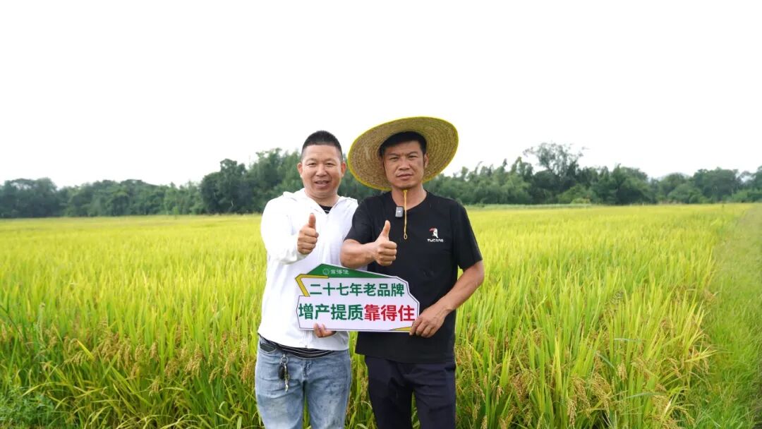 同田同种水稻！两款叶面肥一对比，产量差距一目了然