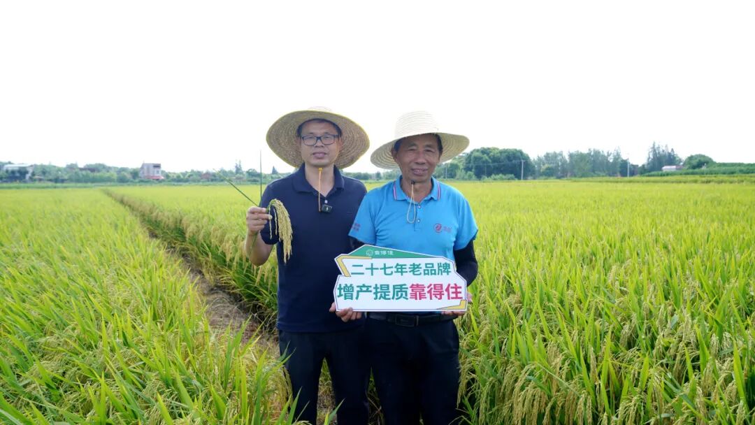 预计亩产1800斤，再生稻头茬稳了！二茬接着喷！ 