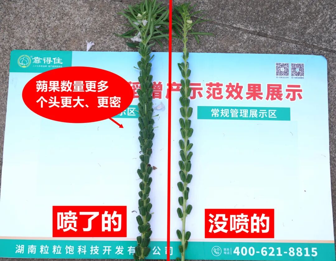 花穗一簇簇，蒴果密密实，这块地的芝麻为啥如此“富态”？
