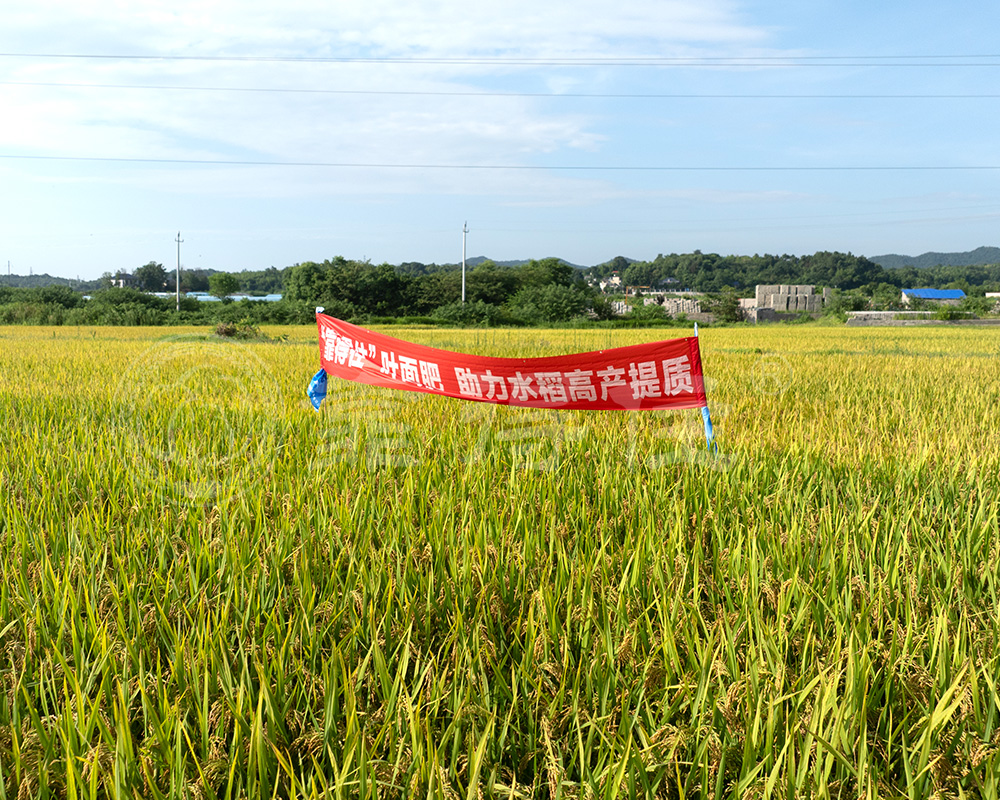 水稻叶面肥增产效果：多组田间实测数据解析