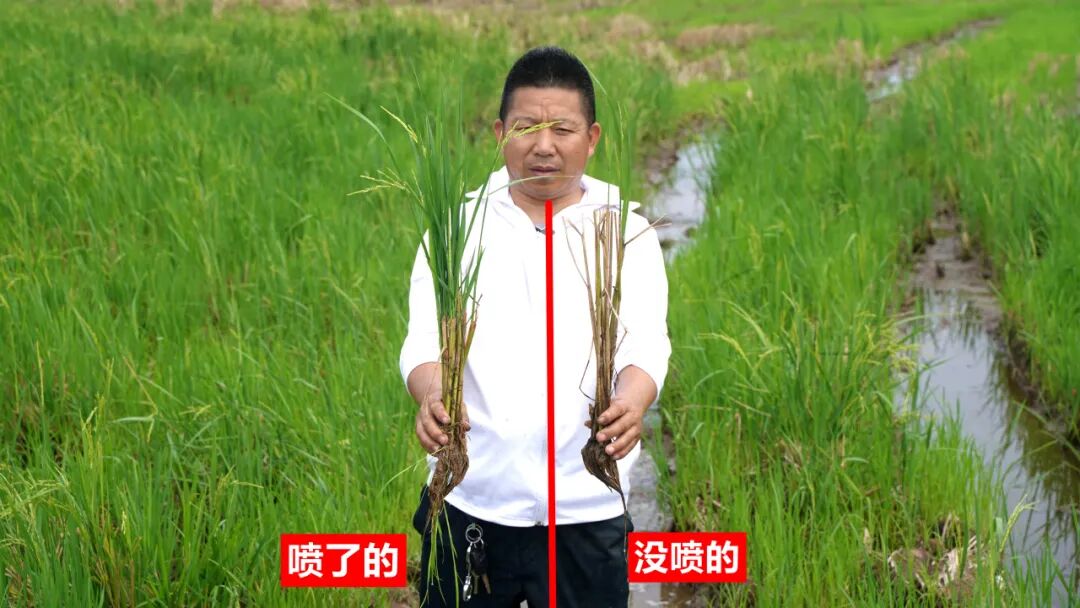迟播早稻遇难题，“靠得住”增产肥帮种粮大户稳住这一年收成